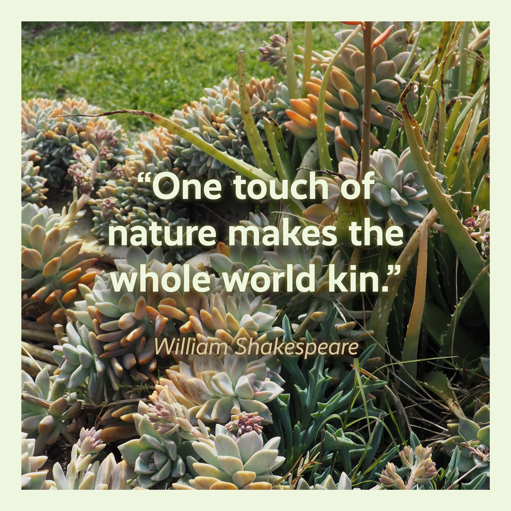 Photography social media content design of William Shakespeare quote for SEEd Project Garden Instagram Facebook