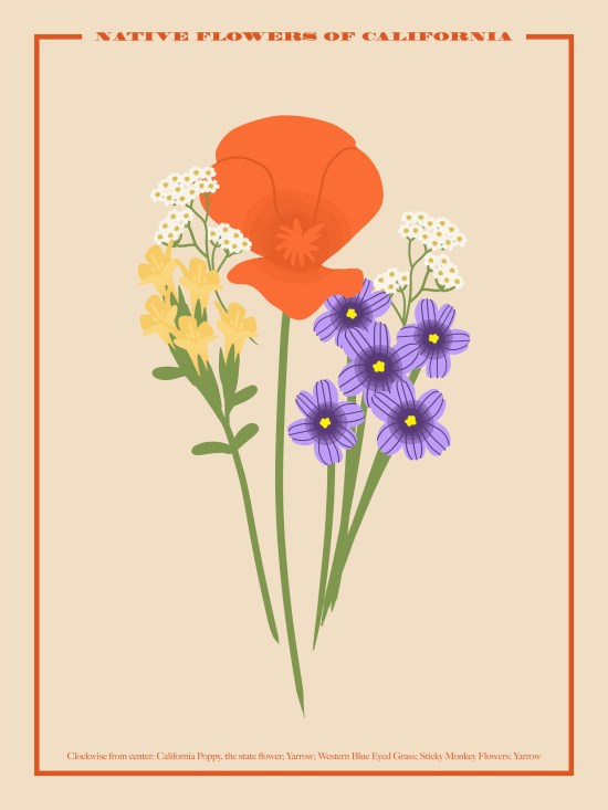 graphic design digital illustration Native flowers of california
